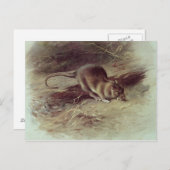 Rat Brown 1918 Postkarte (Vorne/Hinten)