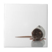 Rat Fliese (Vorderseite)