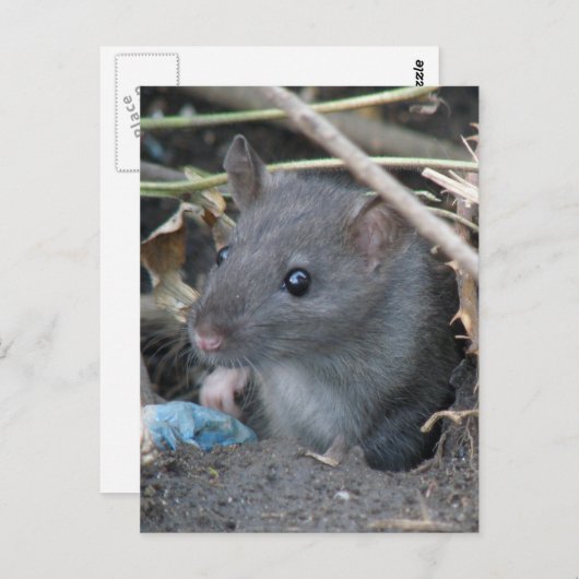 Rat in einem Loch Postkarte (Vorne/Hinten)