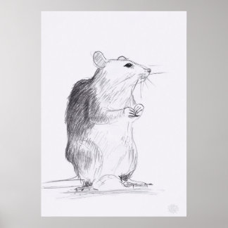 Rat Original Zeichnend 24x36 Poster