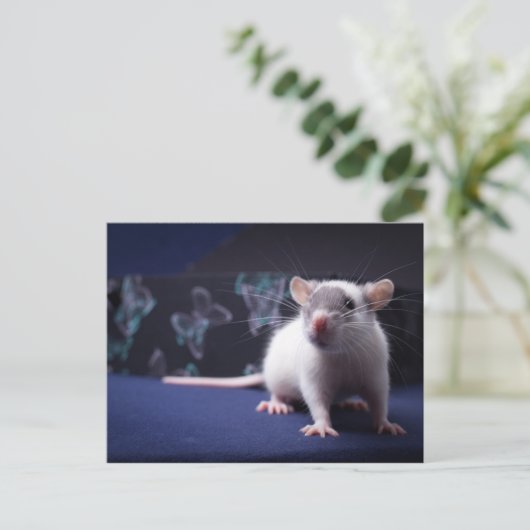 Rat Postcard Postkarte (Stehend Vorderseite)