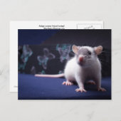 Rat Postcard Postkarte (Vorne/Hinten)