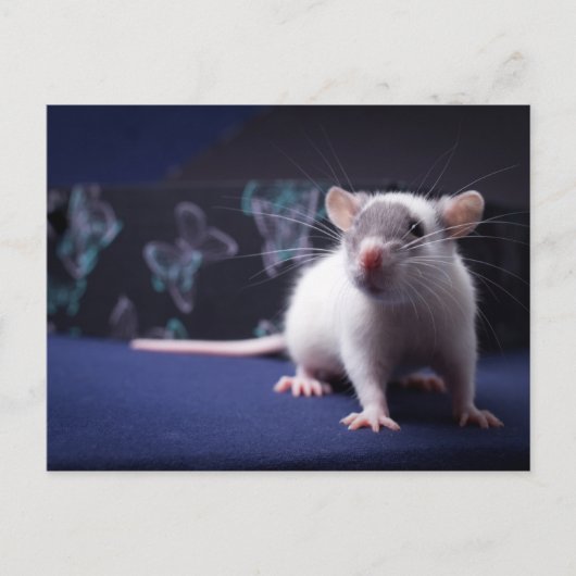 Rat Postcard Postkarte (Vorderseite)