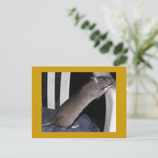 RAT POSTCARD POSTKARTE (Stehend Vorderseite)