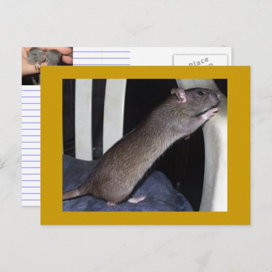RAT POSTCARD POSTKARTE (Vorne/Hinten)