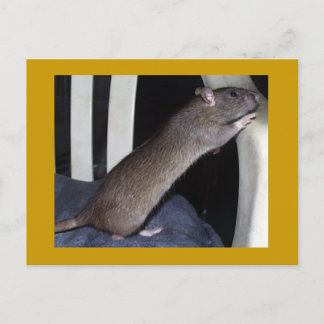 RAT POSTCARD POSTKARTE