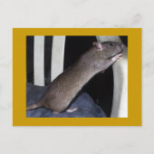 RAT POSTCARD POSTKARTE (Vorderseite)