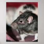Rat Poster (Vorne)
