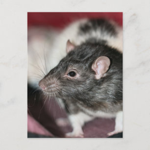 Rat Postkarte