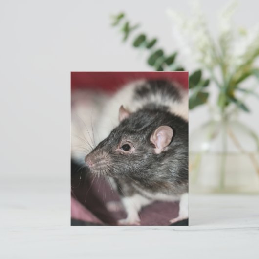 Rat Postkarte (Stehend Vorderseite)