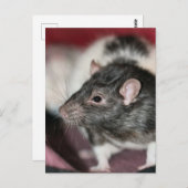 Rat Postkarte (Vorne/Hinten)