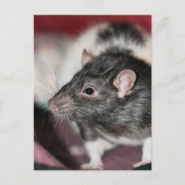 Rat Postkarte