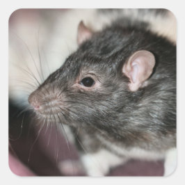 Rat Quadratischer Aufkleber