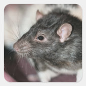 Rat Quadratischer Aufkleber (Vorderseite)