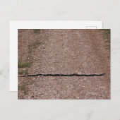 Rat Snake Postkarte (Vorne/Hinten)