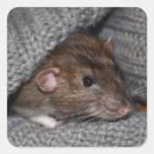 Rat Stickers (Vorderseite)