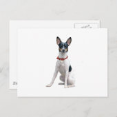 Rat Terrier (A) Postkarte (Vorne/Hinten)