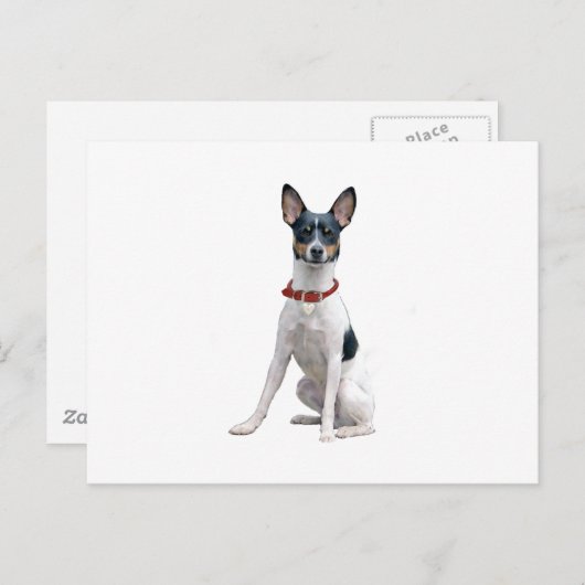 Rat Terrier (A) Postkarte (Vorne/Hinten)