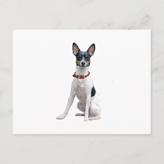 Rat Terrier (A) Postkarte (Vorderseite)