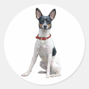 Rat Terrier (A) Runder Aufkleber