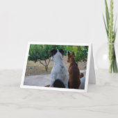 Rat Terrier and Miniature Pinscher Karte (Vorderseite)