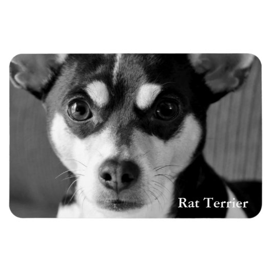 Rat Terrier, Black & White Magnet (Horizontal)