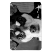 Rat Terrier, Black & White Magnet (Vertikal)