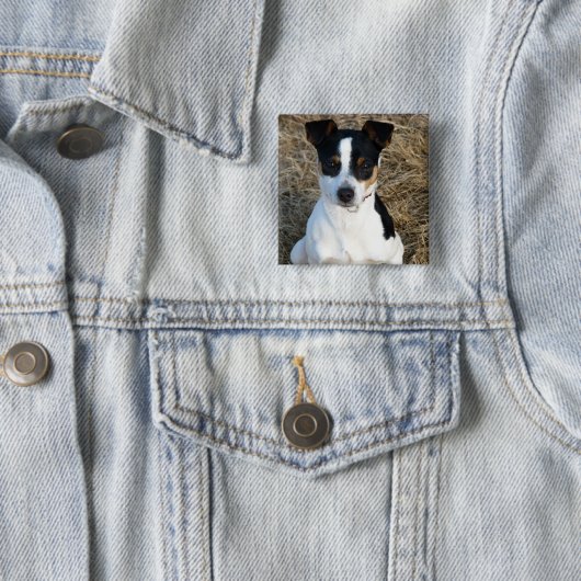 Rat Terrier Button (Beispiel)