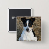 Rat Terrier Button (Vorne & Hinten)