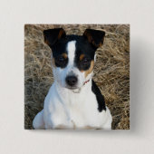 Rat Terrier Button (Vorderseite)