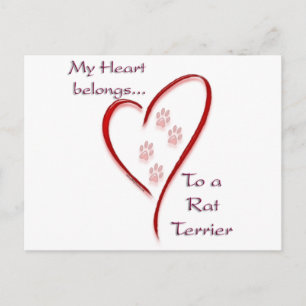 Rat Terrier Heart Belongs Postkarte