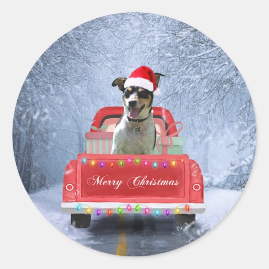 Rat Terrier Hund im Schnee sitzend im Weihnachtswa Runder Aufkleber (Vorderseite)