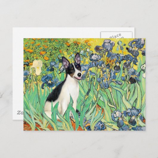 Rat Terrier — Ire Postkarte (Vorne/Hinten)
