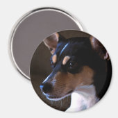 Rat Terrier Magnet 2, Farbe, rund 3 Zoll (Vorderseite/Rückseite)