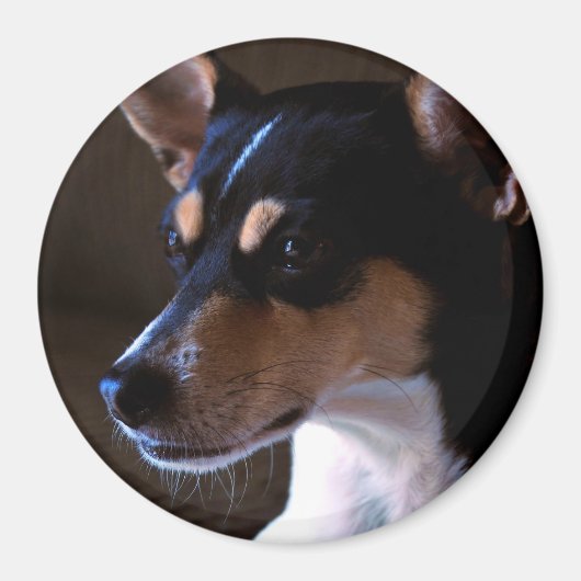Rat Terrier Magnet 2, Farbe, rund 3 Zoll (Vorne)