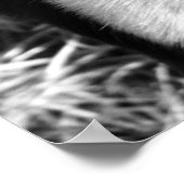 Rat Terrier Poster (Ecke)