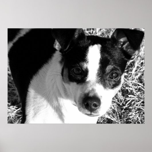Rat Terrier Poster (Vorne)
