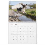 Rat-Terrier-Wandkalender 2027 Kalender (Mär 2027)