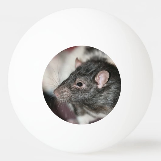 Rat Tischtennisball (Vorderseite)
