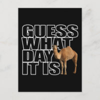 Rate mal, was für ein Tag es ist Hump Day Camel
