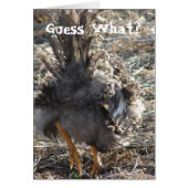 Rate mal was? Hühner-Hintern (Vorne)