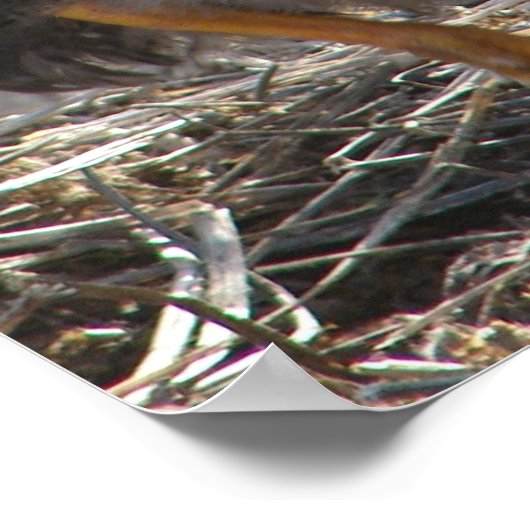 Rate mal was? Hühner-Hintern Poster (Ecke)