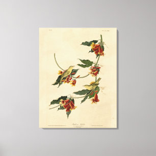 Rathbone (gelb) Warbler Audubon Birds of America Leinwanddruck