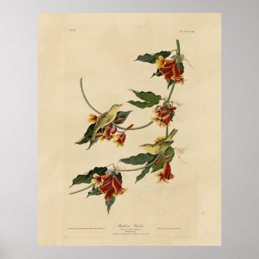 Rathbone (gelb) Warbler Audubon Birds of America Poster (Vorne)