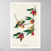 Rathbone Warbler von Audubon Poster (Vorne)