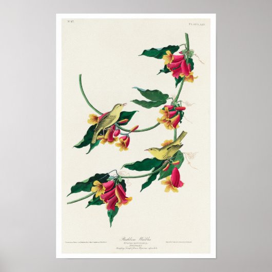 Rathbone Warbler von Audubon Poster (Vorne)