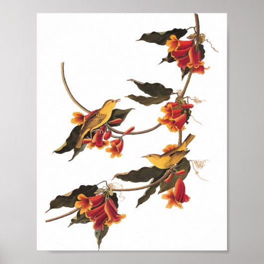 Rathbone's Warbler Song Bird auf der Kreuzung Poster (Vorne)