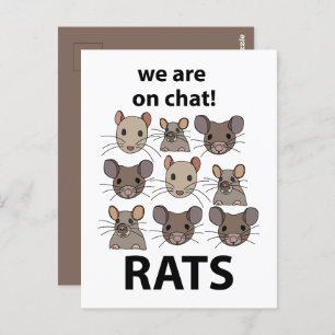 Rats Animal, das wir auf Chat sind Funny Rats Postkarte
