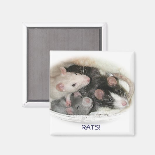 RATS! MAGNET (Vorderseite/Rückseite)