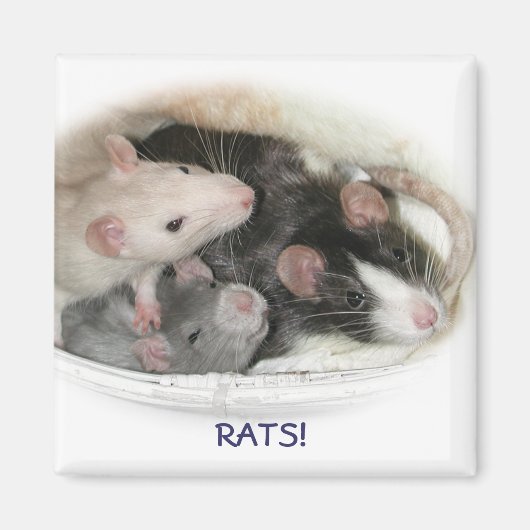 RATS! MAGNET (Vorne)